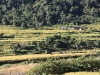 Rizières entre Tatopani et Darbang